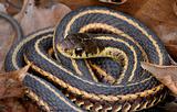 Garter Snake (Thamnophis sirtalis)