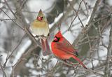 Pair of Northern Cardinals (cardinalis cardinalis)