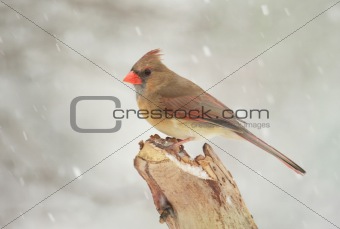 Female Northern Cardinal (cardinalis cardinalis) In Snow