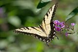 Tiger Swallowtail Butterfly (papilio glaucas)