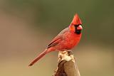 Male Northern Cardinal (cardinalis cardinalis)