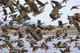 Greater White-fronted Geese (Anser albifrons)