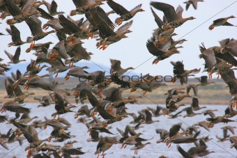 Greater White-fronted Geese (Anser albifrons)