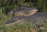 Pair of Alligators