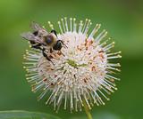 Honey Bee On A Flower