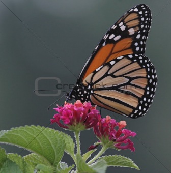 Monarch Butterfly (danaus plexippus)