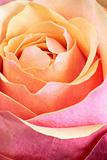 Single orange and pink rose