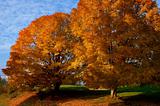 Fall season - Mount Rogers National Recreation Area, VA
