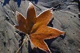 Frosted maple leaf glittering in the sun on a wet sand patch