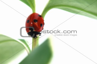 Ladybird on plant stem