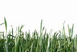 green grass isolated over white