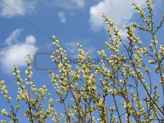 pussy willow 1
