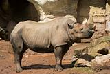 Rhinoceros in Zoo
