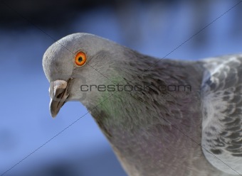 pigeon portrait