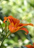 fresh orange lily in nature. Shallow DOF
