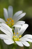 white flower macro