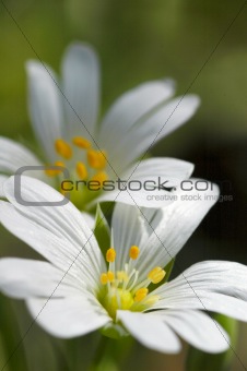 white flower macro