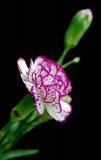 carnation and bud