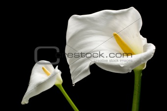 Two White Callas