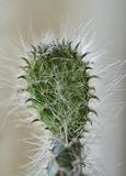 cactus details