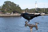 Blackbird on a spigot