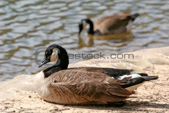 Geese at Lake