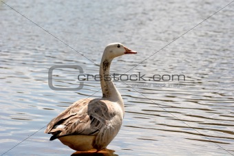 Goose at Rest
