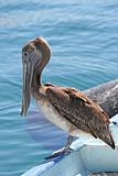 Old Pelican on Boat