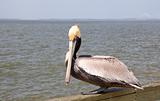 Pelican on Pier