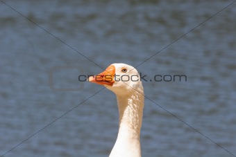 Regal Goose