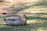 Resting Duck