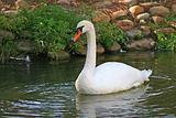 Swan 2