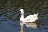 White Goose Swimming Away