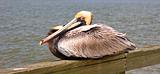 Yellow Head Pelican on Pier