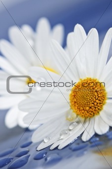 Daisy flowers with water drops