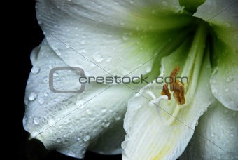White Lily with Dewdrops