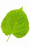 Lime Tree Leaf