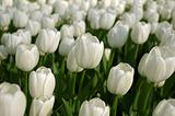 Sea of tulips