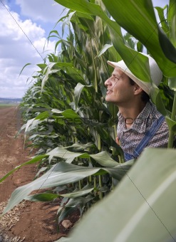 farmer in a corn field