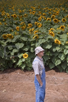 farmer in sunflower field