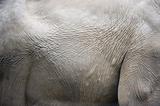 elephant skin texture
