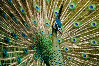 beautiful green indian peacock