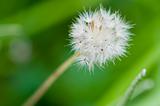 little dandelion struggles to survive