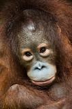 orangutan endangered primate