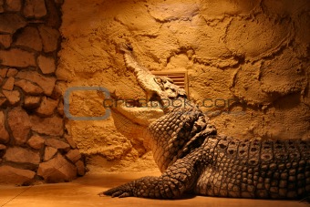 crocodile in a terrarium