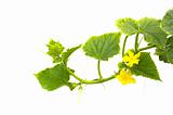 flowering cucumbers on white background
