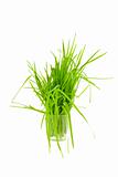 Green grass in cup isolated on white background