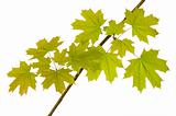leaves of maple