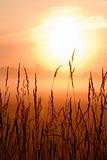 sunrise on wheat grasses