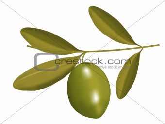 Olive on Branch